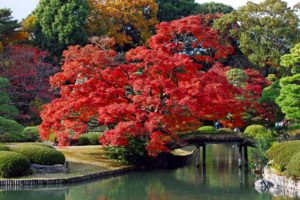 japan, Trees, Autumn, Bridges, Lakes, Colors