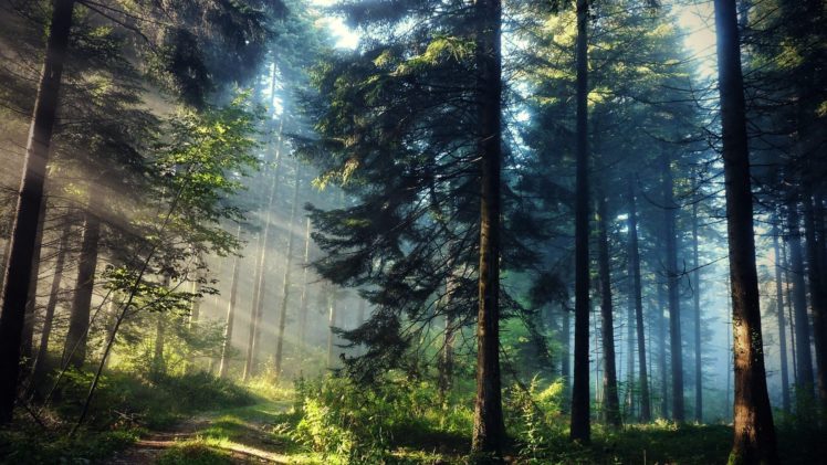 forest, Trees, Nature, Landscape, Sunlight, Beauty HD Wallpaper Desktop Background