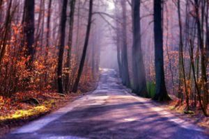 forest, Trees, Nature, Landscape, Sunlight, Beauty, Road