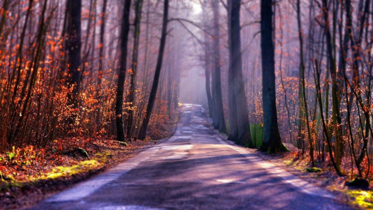forest, Trees, Nature, Landscape, Sunlight, Beauty, Road HD Wallpaper Desktop Background