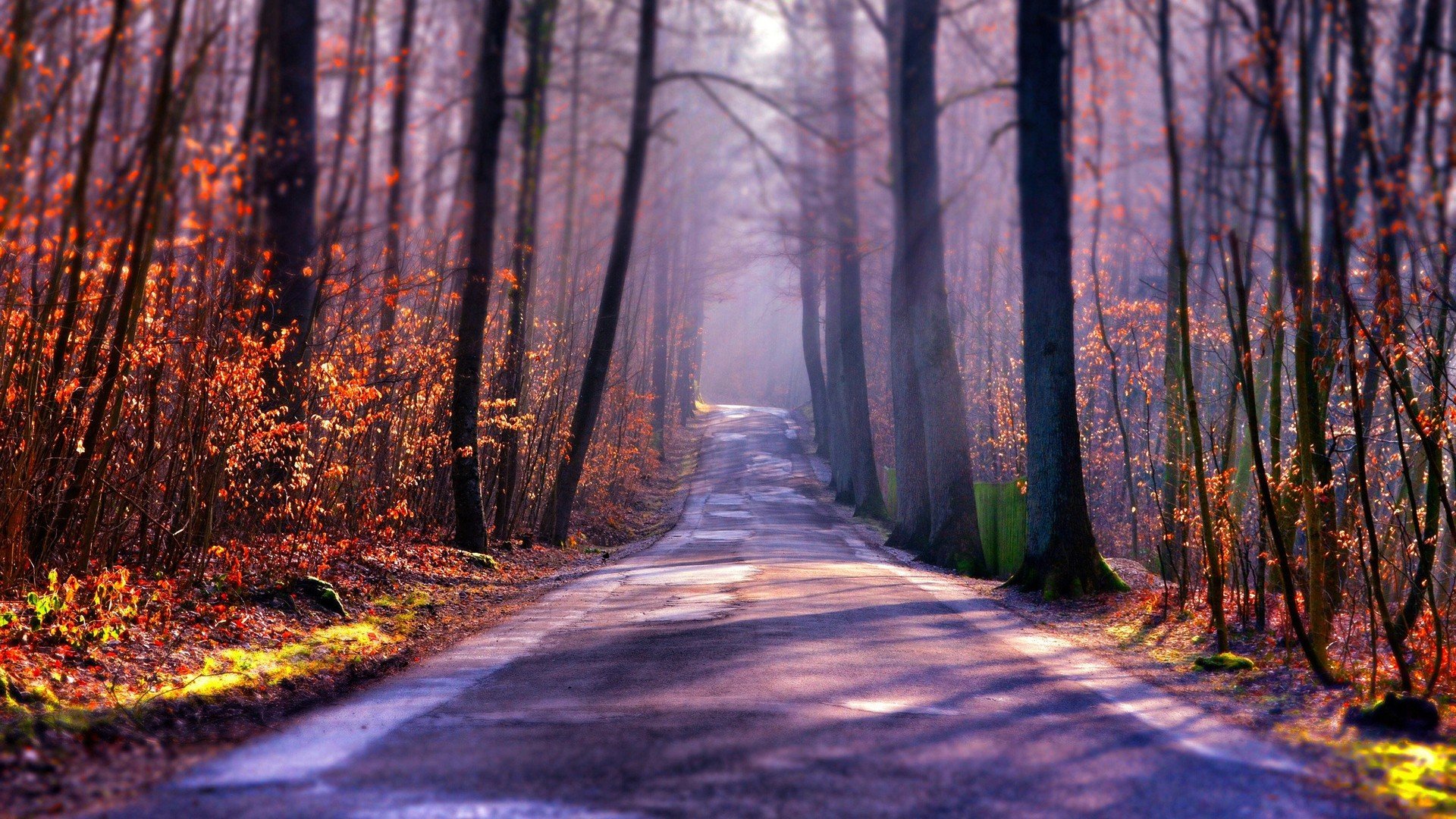 Forest Trees Nature Landscape Sunlight Beauty Road Wallpapers Hd