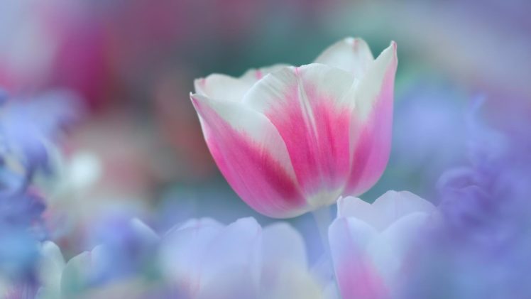 nature, Flowers, Tulips, Bokeh HD Wallpaper Desktop Background