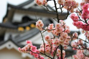 japan, Cherry, Blossoms, Flowers, Bokeh, Blurred, Background