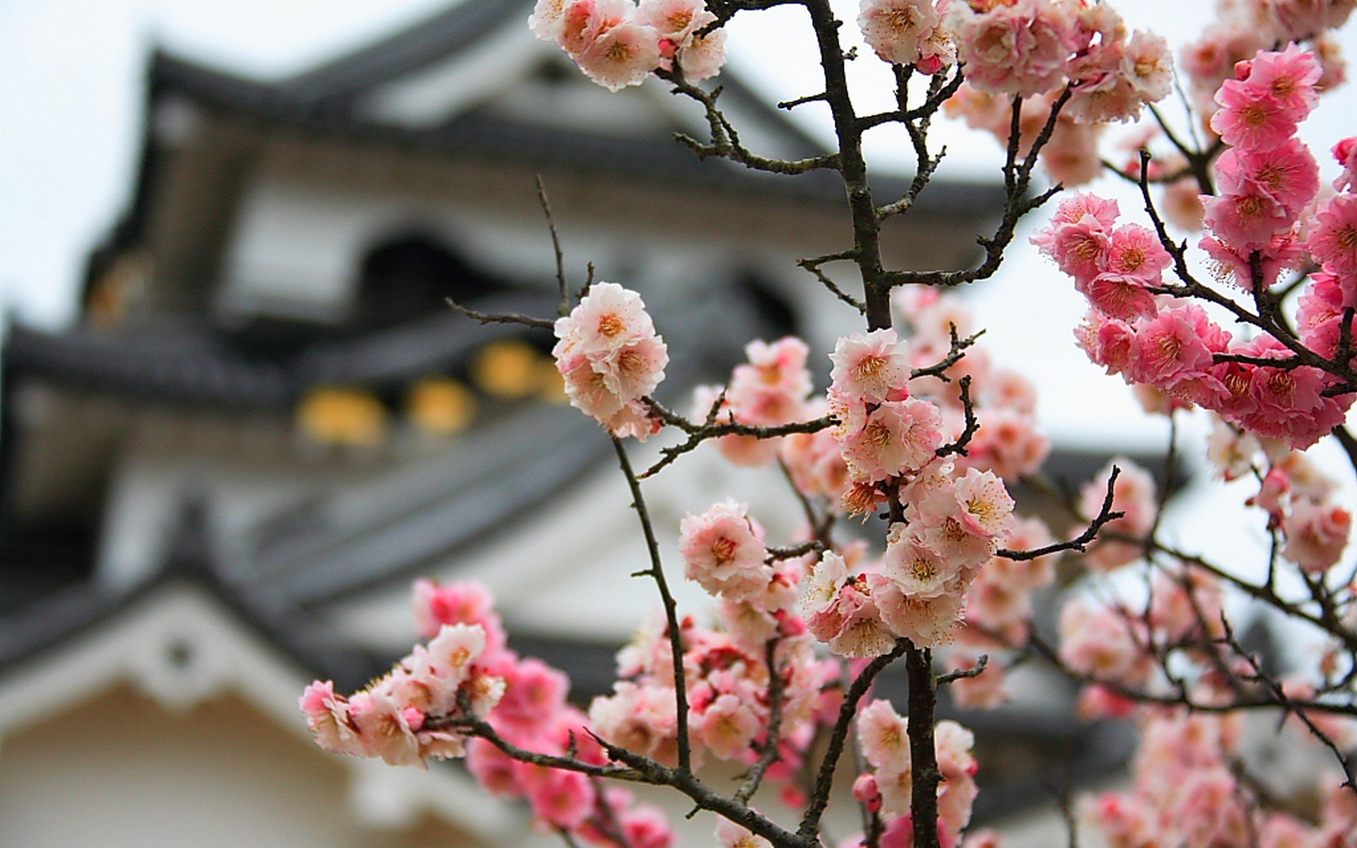 cherry blossom flower Japan, cherry, blossoms, flowers, bokeh, blurred, background wallpapers