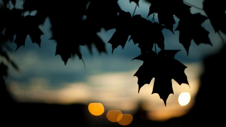 trees, Leaves, Silhouette, Plants, Bokeh, Maple, Leaf HD Wallpaper Desktop Background