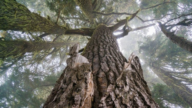 tronco, Arbol, Pino, Naturaleza HD Wallpaper Desktop Background