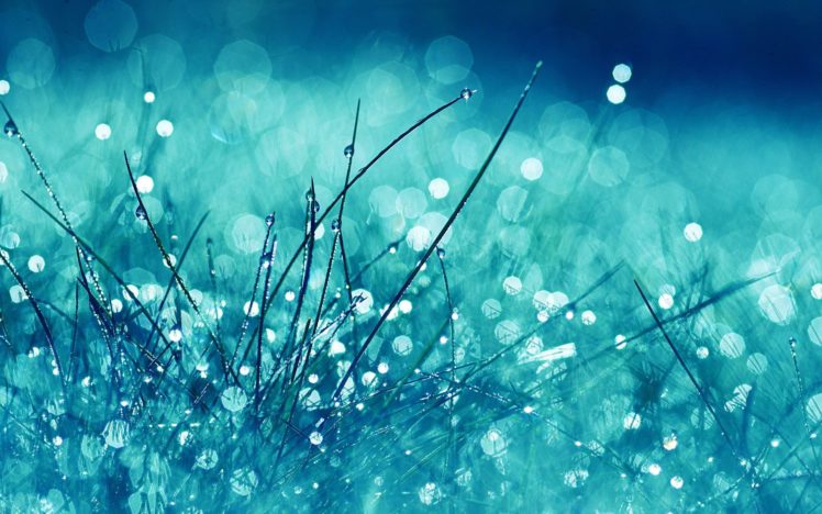 fog, Drop, Lets, In, Blue, Grass HD Wallpaper Desktop Background