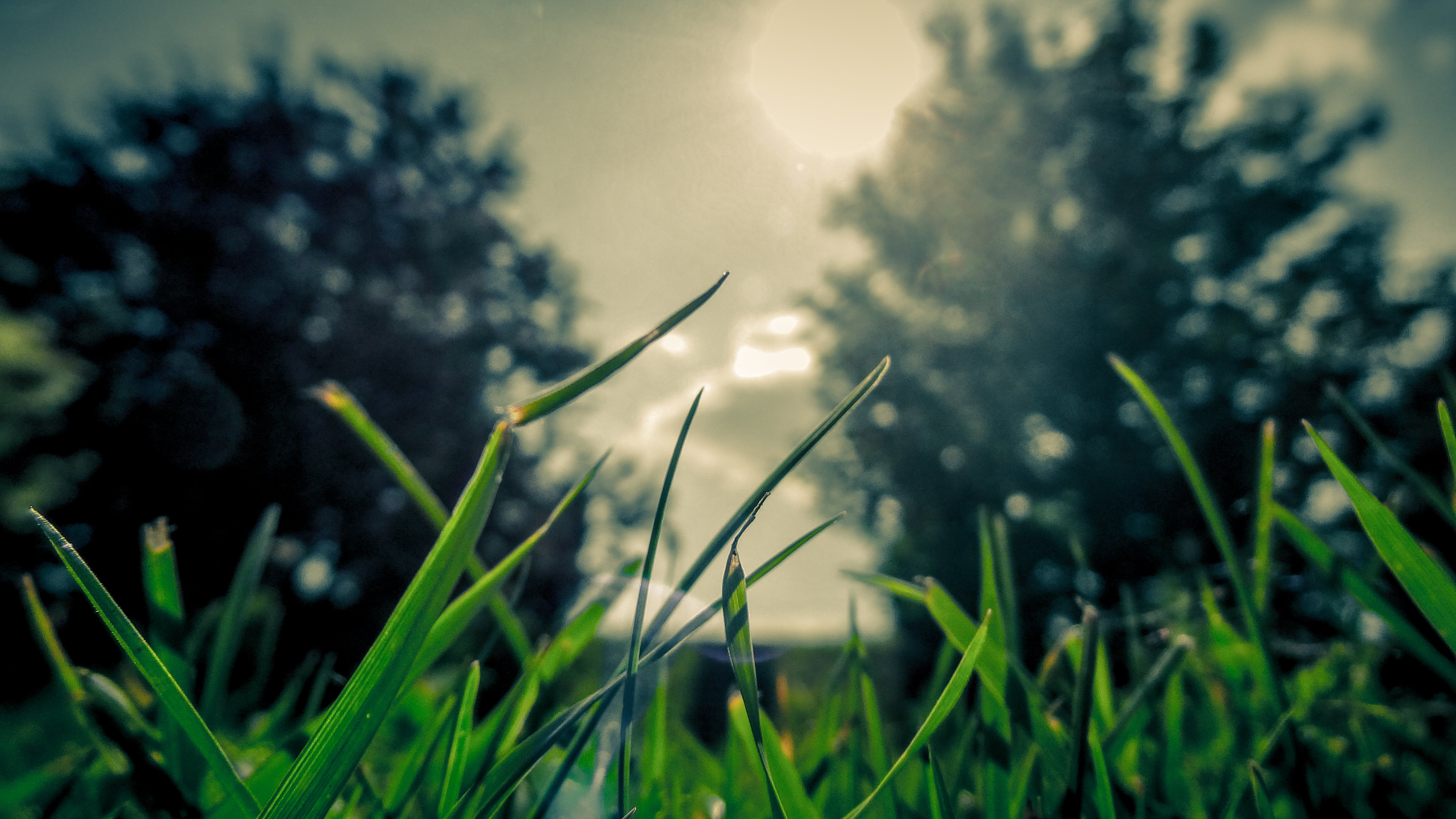 green, Grass, Glosy Wallpaper