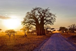 baobab, Arbol, Africa, Naturaleza