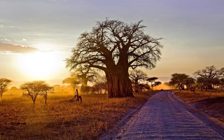 baobab, Arbol, Africa, Naturaleza HD Wallpaper Desktop Background