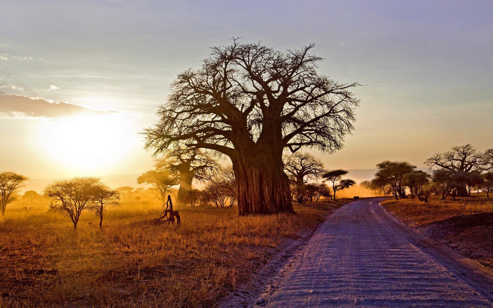 baobab, Arbol, Africa, Naturaleza Wallpapers HD / Desktop and Mobile  Backgrounds