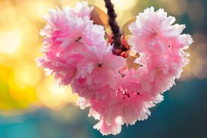 heart, Bloom, Love, Heart, Flowers, Nature, Spring