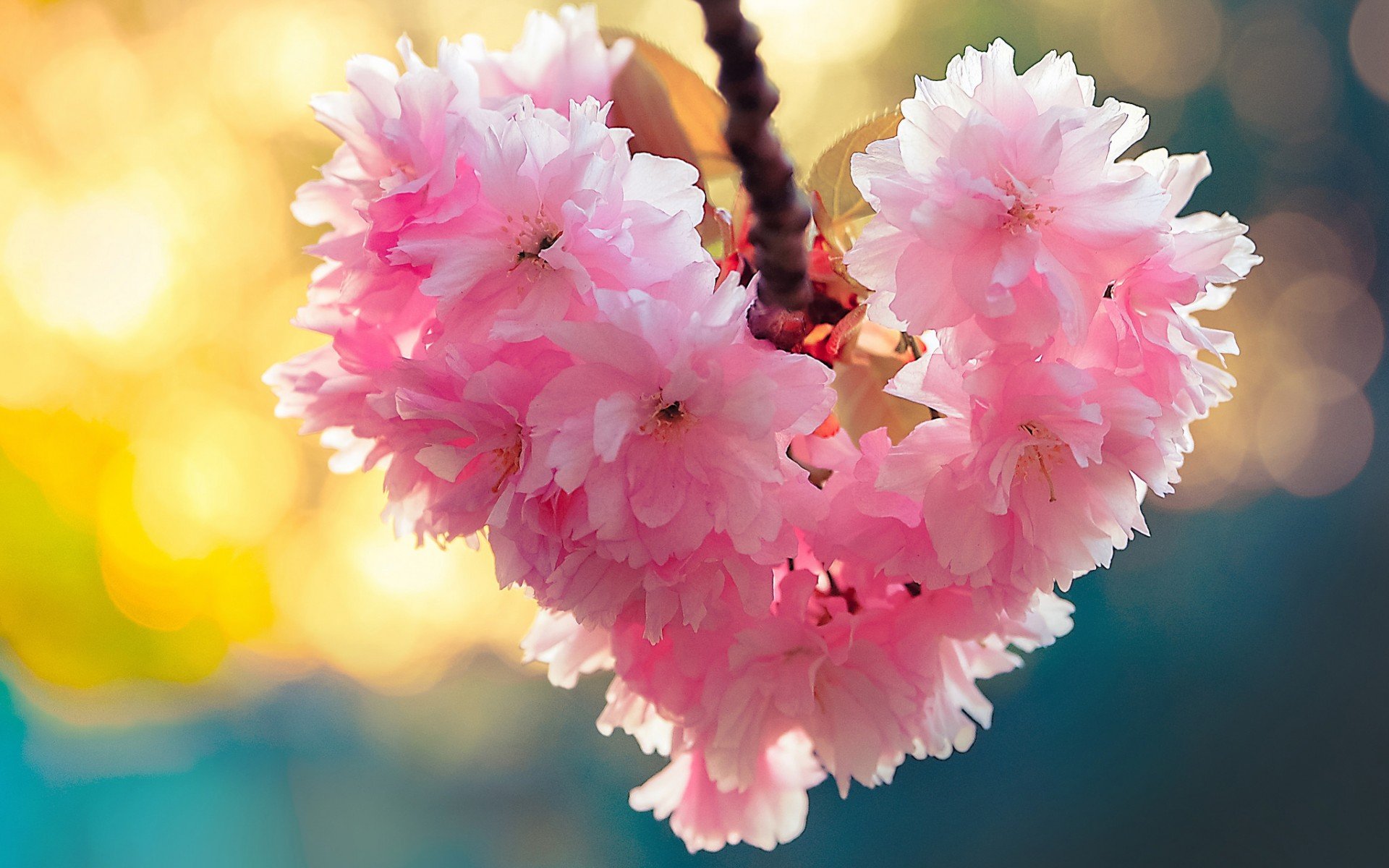heart, Bloom, Love, Heart, Flowers, Nature, Spring ...
 Images Of Nature And Flowers