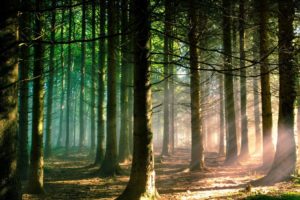 nature, Trees, Forest, Branch, Sun, Rays, Landscape, Pine, Trees, Sunlight, Green