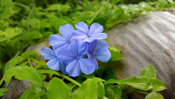 blue, Flowers, Leaves, Flowers HD Wallpaper Desktop Background