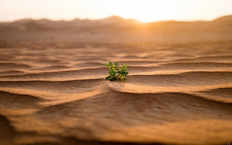 leaves, Plants, Sand, Desert, Landscape, Nature, Depth, Of, Field, Dune HD Wallpaper Desktop Background