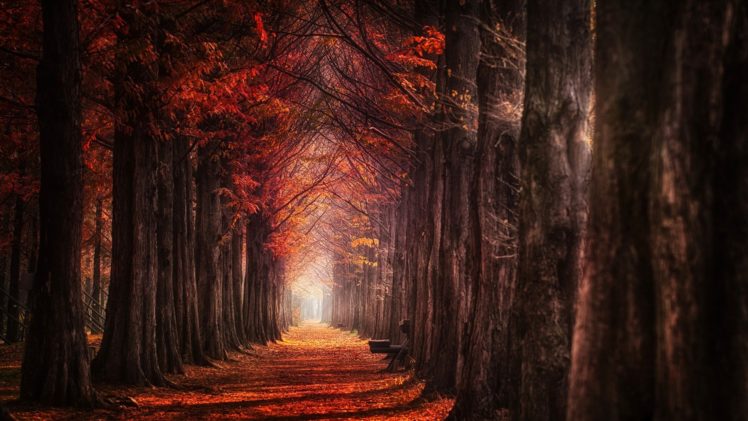 landscape, Nature, Fall, Red, Path, Daylight, Leaves, Trees HD Wallpaper Desktop Background