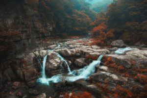 forest, Fall, Landscape, Nature, Taiwan, Shrubs, Mist, River, Trees, Waterfall