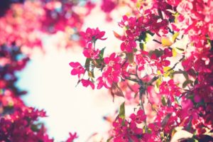 trees, Flowers, Sky, Filter, Pink, Flowers, Bokeh