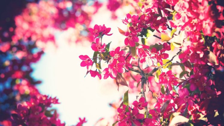 trees, Flowers, Sky, Filter, Pink, Flowers, Bokeh HD Wallpaper Desktop Background