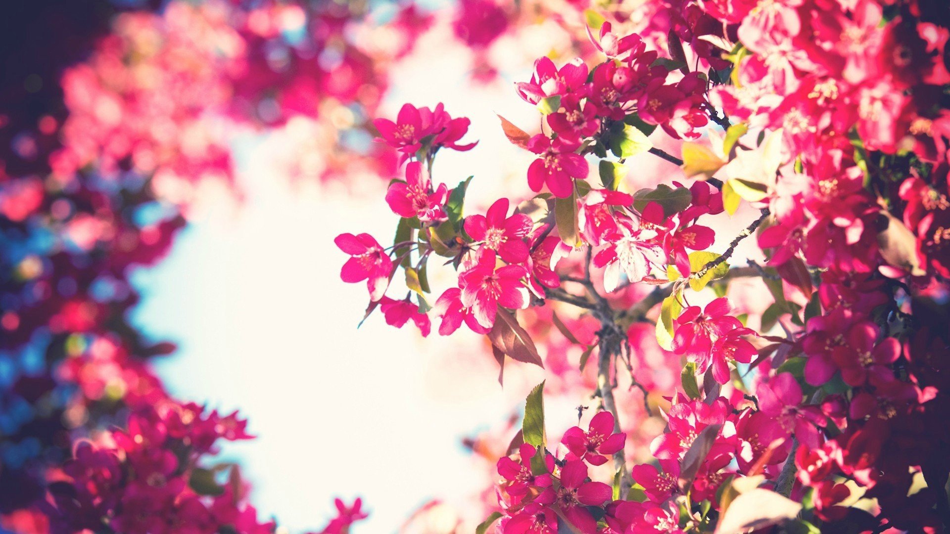 trees, Flowers, Sky, Filter, Pink, Flowers, Bokeh Wallpaper