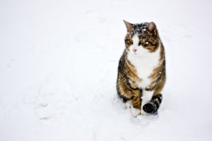 cat, Snow, White, Winter