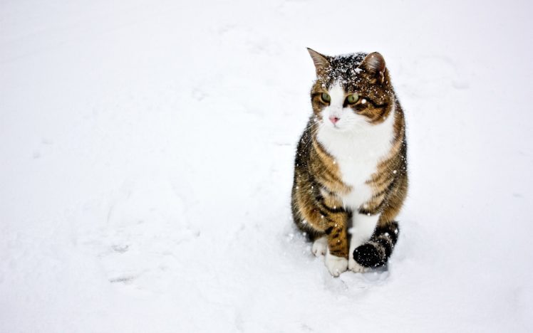 cat, Snow, White, Winter HD Wallpaper Desktop Background