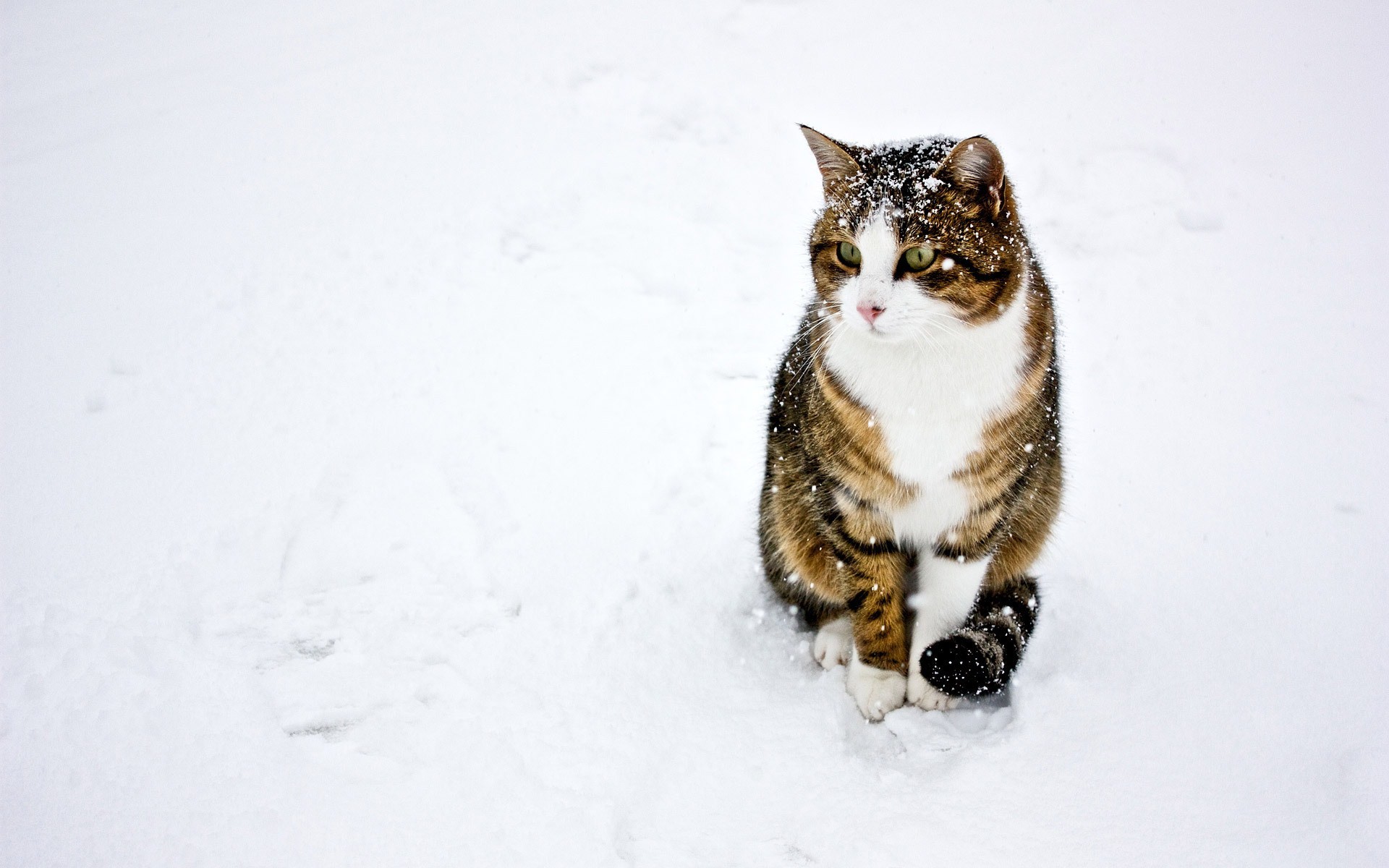 cat, Snow, White, Winter Wallpaper