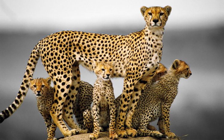 cheetah HD Wallpaper Desktop Background