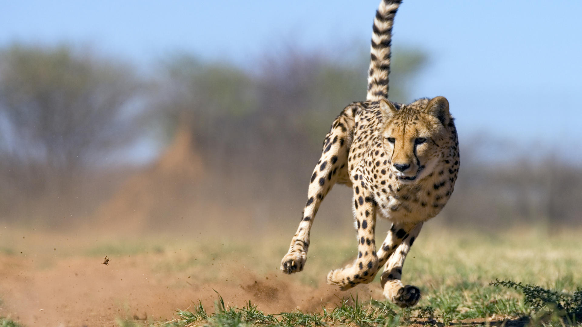 cheetah Wallpaper