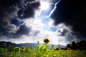 sunflower, Flower, Clouds, Sunlight