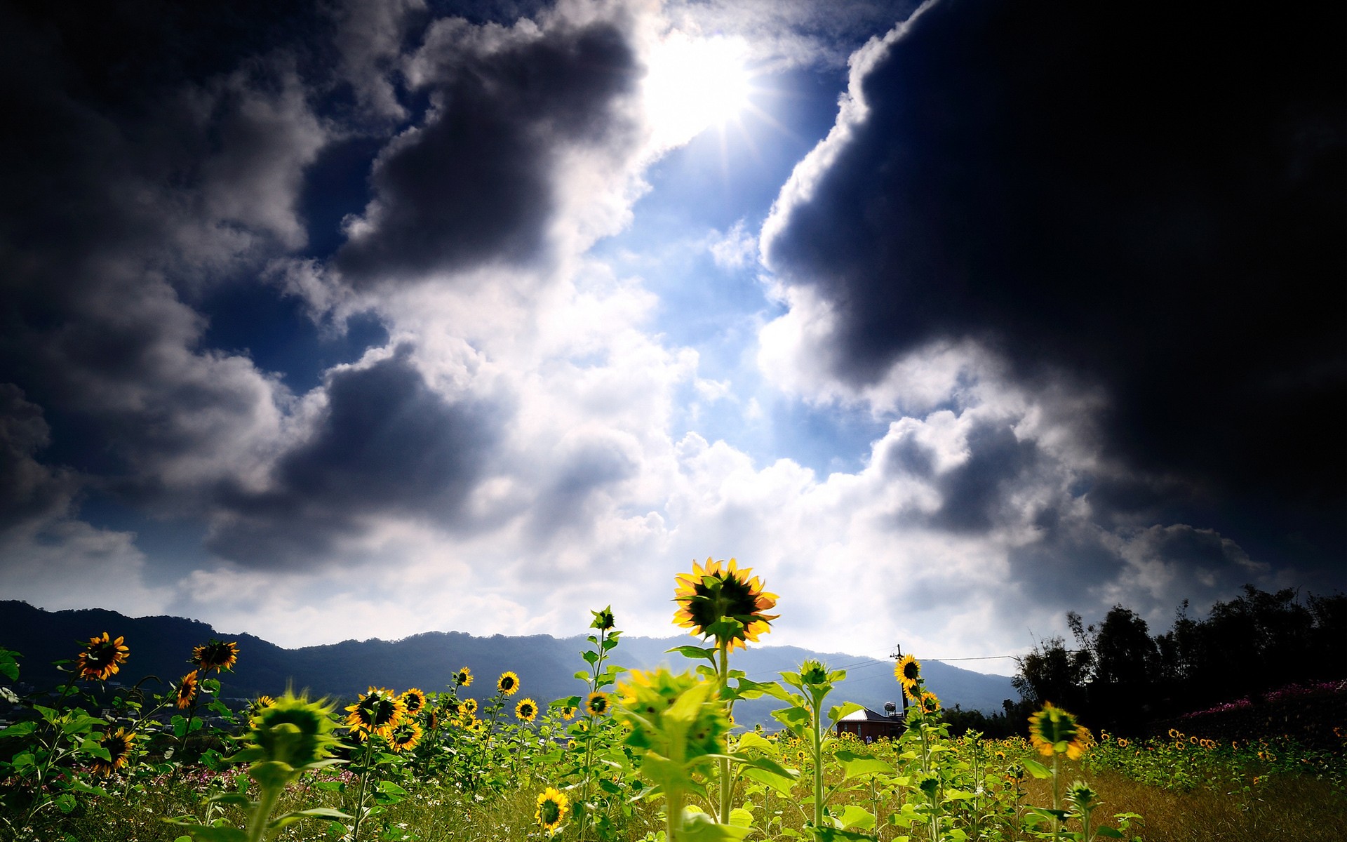 sunflower, Flower, Clouds, Sunlight Wallpaper