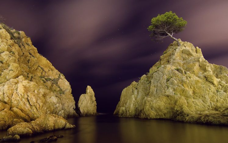 tree, Rocks, Stones, Night, Stars, Ocean HD Wallpaper Desktop Background