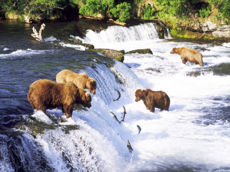 fishing, Bears HD Wallpaper Desktop Background