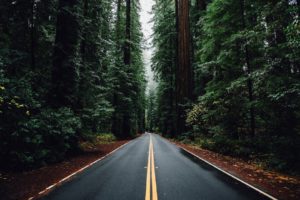 nature, Forest, Trees, Road