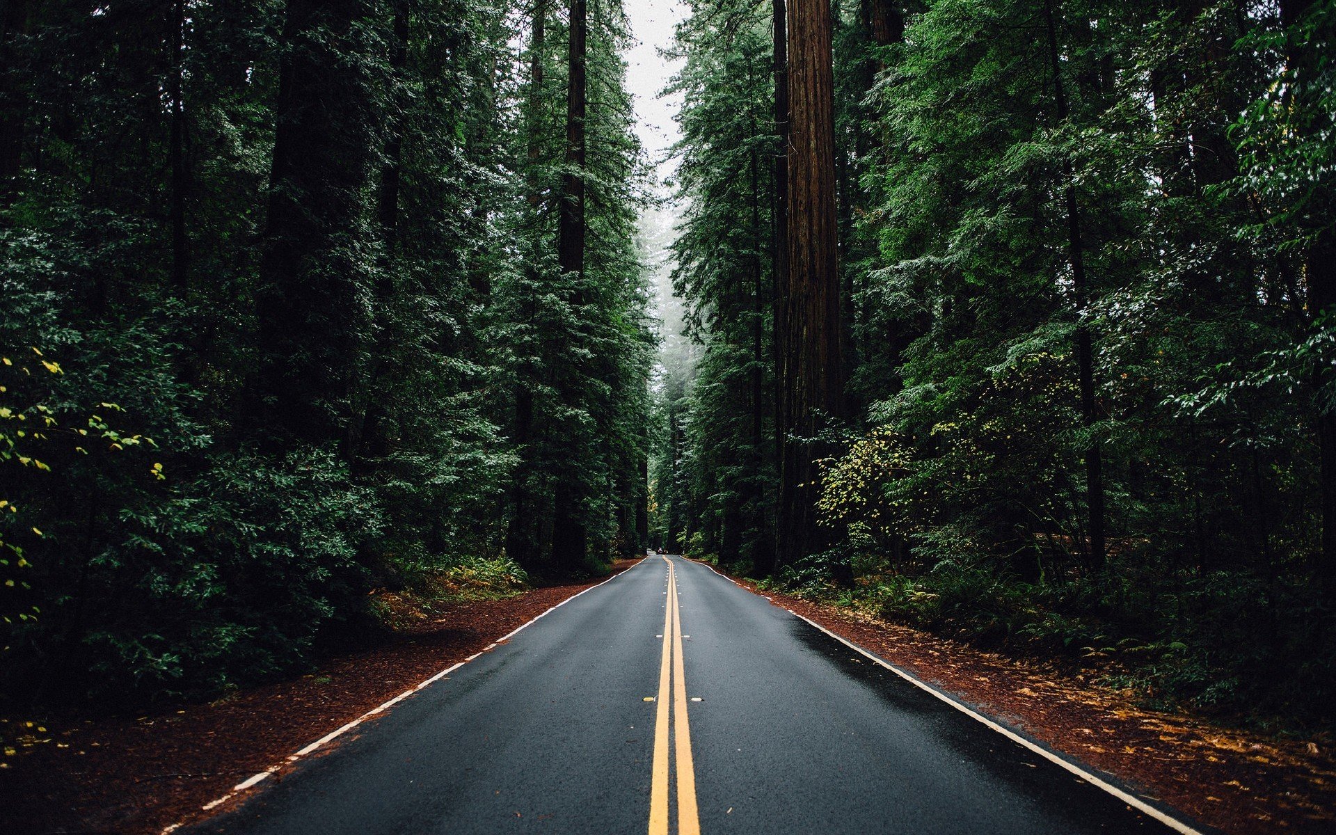 nature, Forest, Trees, Road Wallpaper