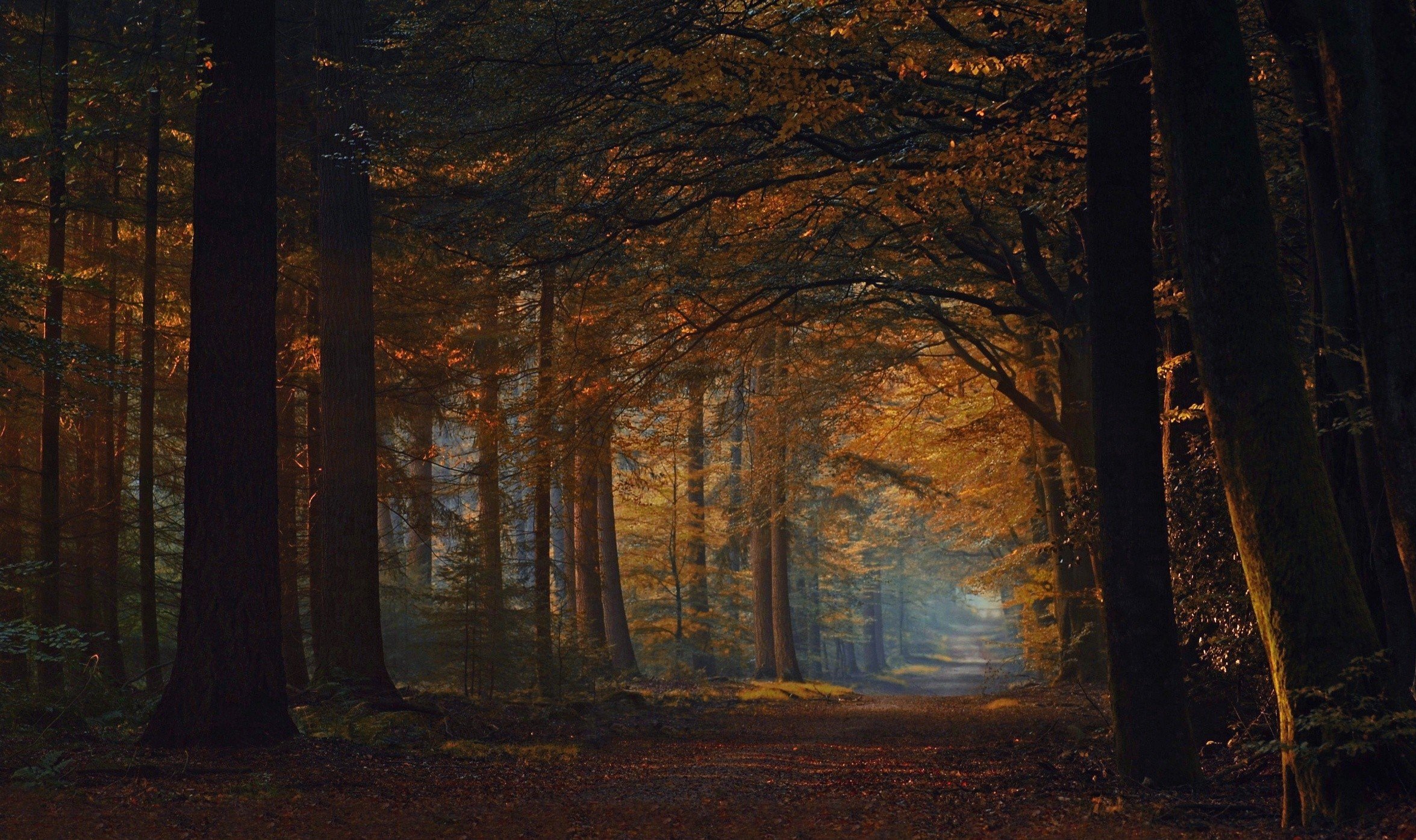 fall, Road, Forest, Sunlight, Trees, Nature, Landscape Wallpaper