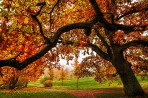 nature, Park, Path, Leaves, Forest, Trees, Colors, Autumn, Splendor, Fall, Walk, Autumn, Road, Colorful