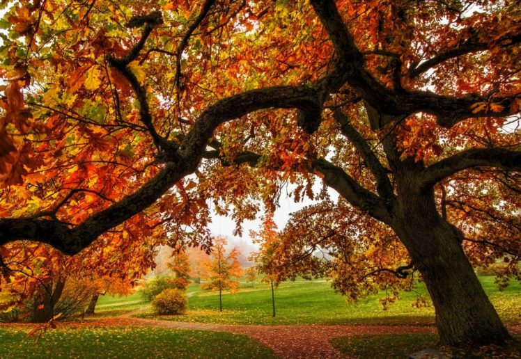 nature, Park, Path, Leaves, Forest, Trees, Colors, Autumn, Splendor, Fall, Walk, Autumn, Road, Colorful HD Wallpaper Desktop Background