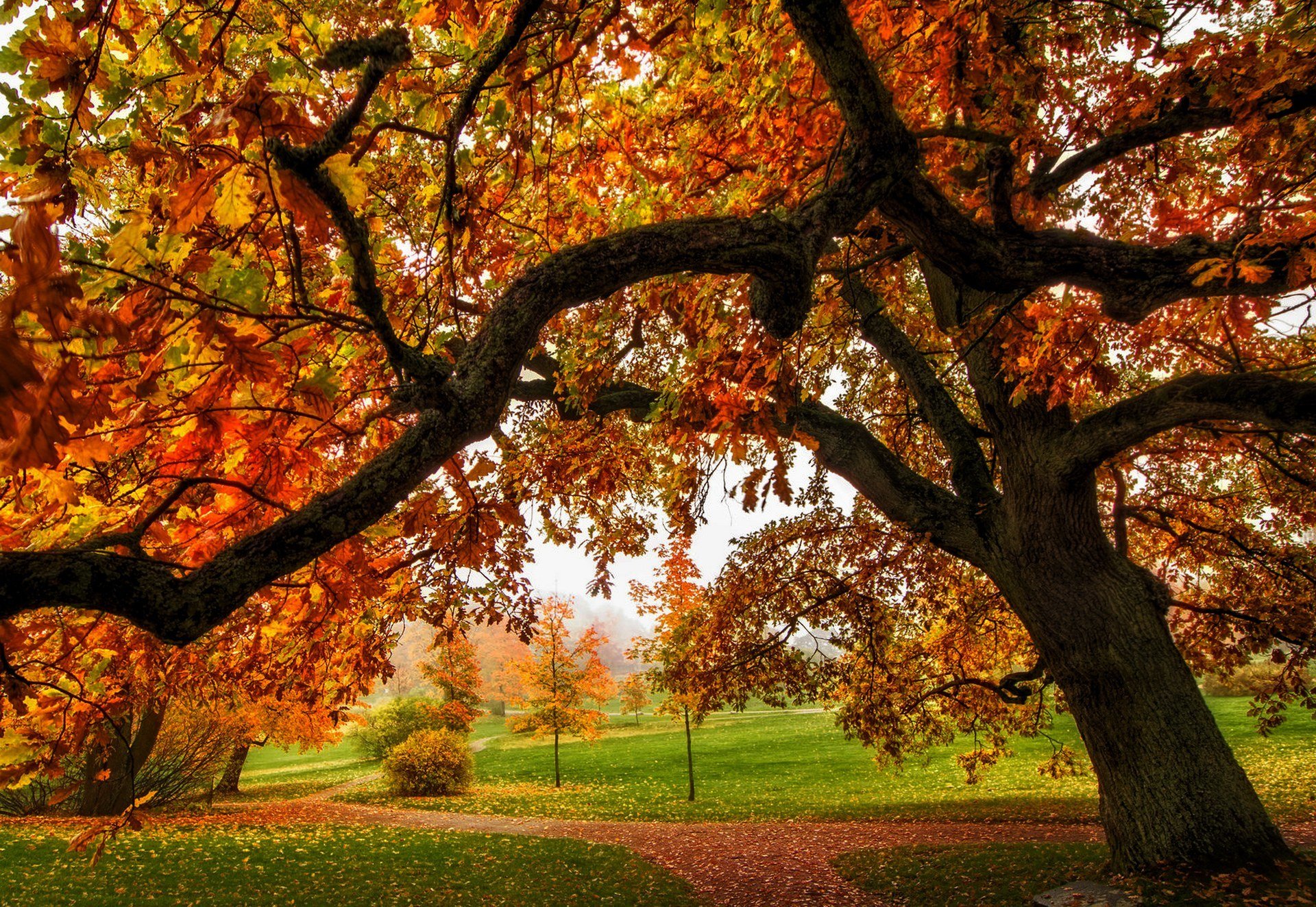 nature, Park, Path, Leaves, Forest, Trees, Colors, Autumn, Splendor, Fall, Walk, Autumn, Road, Colorful Wallpaper