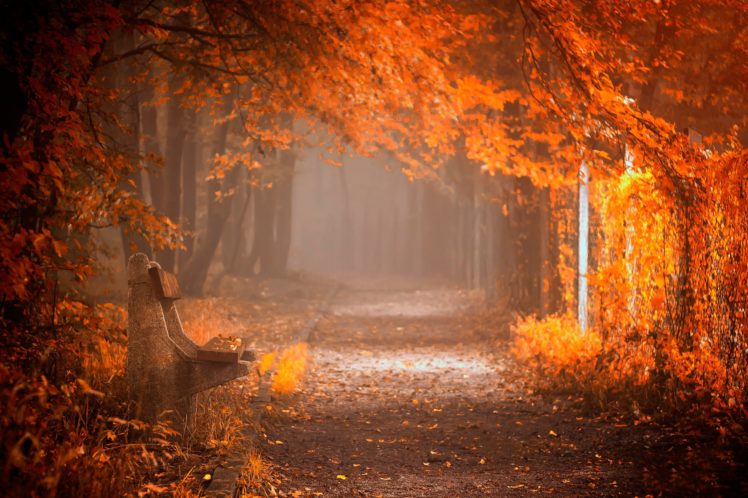 splendor, Leaves, Bench, Nature, Forest, Fall, Autumn, Path, Autumn, Splendor, Woods, Road HD Wallpaper Desktop Background