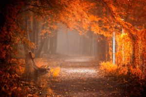 splendor, Leaves, Bench, Nature, Forest, Fall, Autumn, Path, Autumn, Splendor, Woods, Road