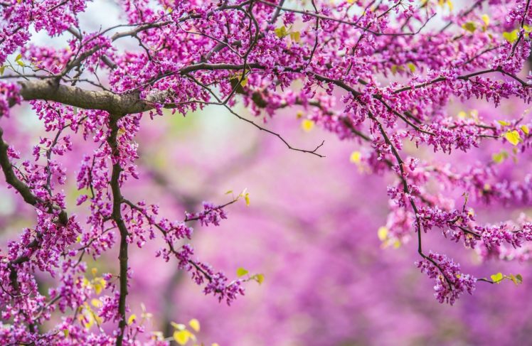 splendor, Branches, Spring, Tree, Spring, Flowers, Nature HD Wallpaper Desktop Background