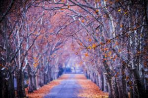 leaves, Colors, Nature, Fall, Trees, Path, Walk, Splendor, Park, Forest, Road, Colorful, Autumn