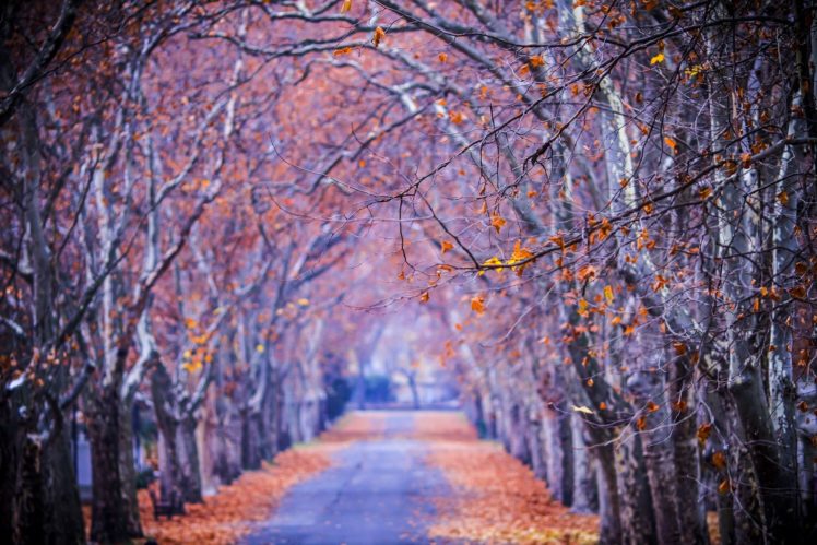 leaves, Colors, Nature, Fall, Trees, Path, Walk, Splendor, Park, Forest, Road, Colorful, Autumn HD Wallpaper Desktop Background