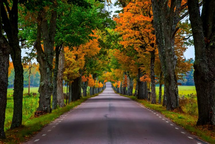 trees, Forest, Walk, Fall, Nature, Leaves, Path, Autumn, Splendor, Autumn, Road, Colorful, Colors, Park HD Wallpaper Desktop Background