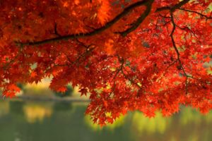 autumn, Orange, Branches, Trees, Red