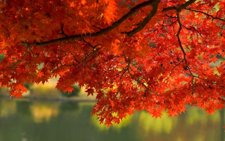 autumn, Orange, Branches, Trees, Red Wallpapers HD / Desktop and Mobile ...