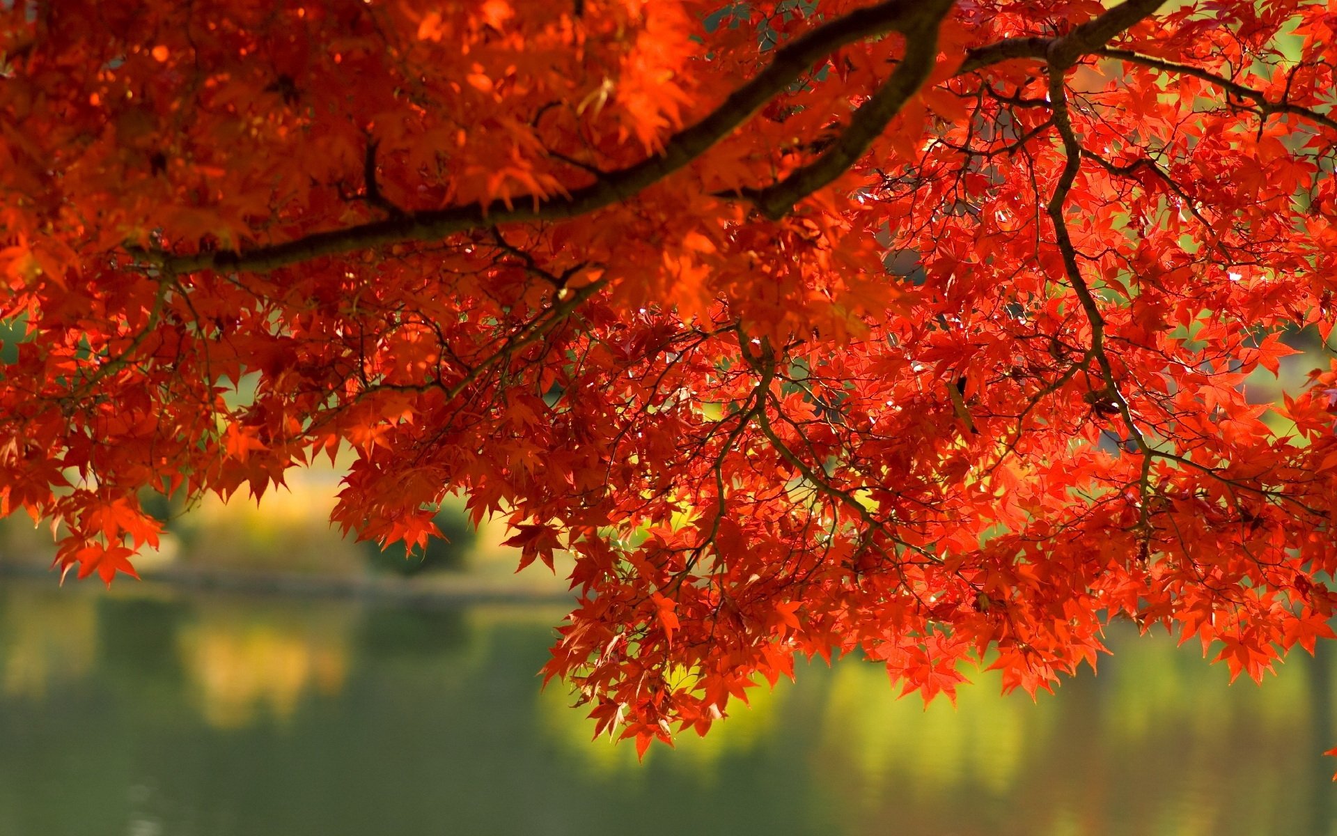 autumn, Orange, Branches, Trees, Red Wallpaper