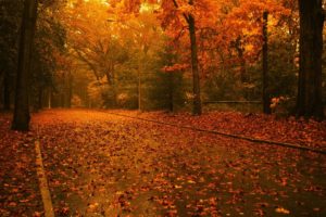 autumn, Road, Trees, Leaves, Forest